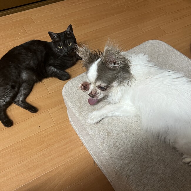 すずもっこすのカバー写真