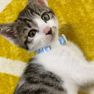 募集停止人懐こい性格賢い子★ゴン蔵