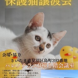 【さいたま市見沼区】6/15(日)ハレノテラス保護猫譲渡会