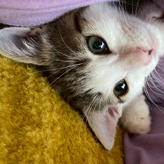 人懐こい性格可愛いキジ白❤️小町