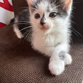 ほくろちゃん、1ヶ月の女の子