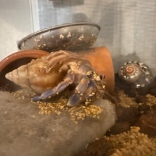 ヤドカリ(大1、中1)里親大募集????