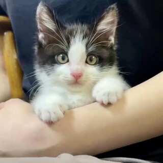 ハチワレ界のプリンセス♡ぽえむちゃん