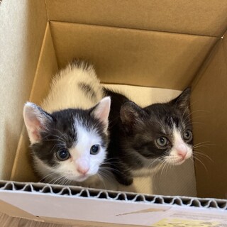 【6/22品川】なんとか命を繋いだ美猫姉妹