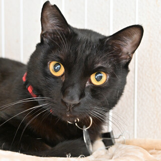 ライドウ：人間大好き！甘えん坊