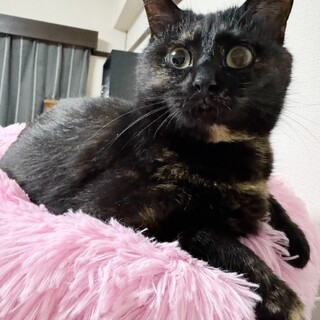 まん丸お目目♡とても美人なシャルルちゃん