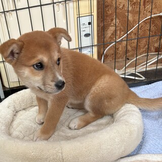 ビビりで怖がりな女の子『スポたん』