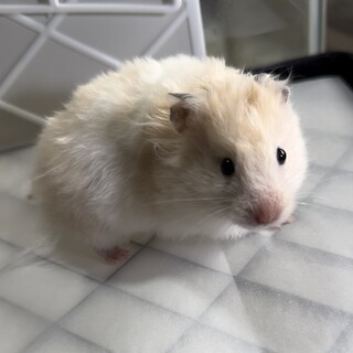 キンクマロングヘアーの女の子