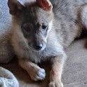 野犬の子供