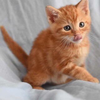 アメショミックスのマカロンくん