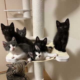 むつごの里親さま募集