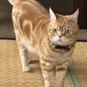 焦げ茶色の蝶ネクタイ着けてます