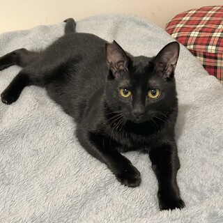 里親さん決定！下がり眉の黒猫ゴロちゃん