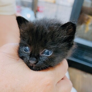 まだ生後20日くらいの男の子