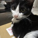 子猫〜成猫の里親募集です