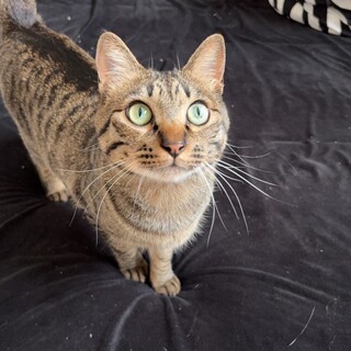 1歳の甘えん坊の男の子です！