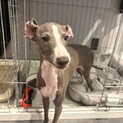 イタリアングレーハウンド　６か月子犬の里親募集