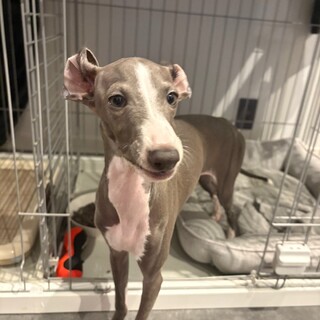 イタリアングレーハウンド　６か月子犬の里親募集