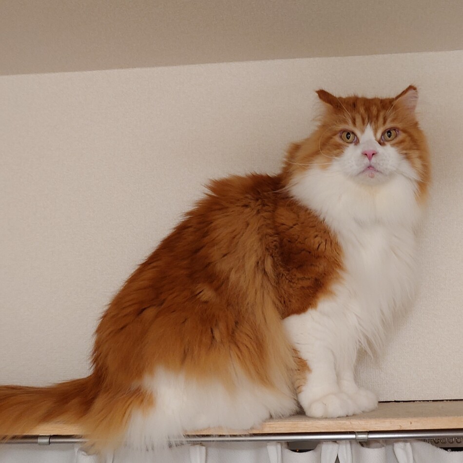 じゃじゃ丸のカバー写真