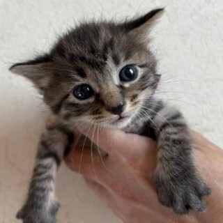 生後3週間キジトラオス３匹シログレーオス1匹