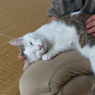 新しいお家を探しています