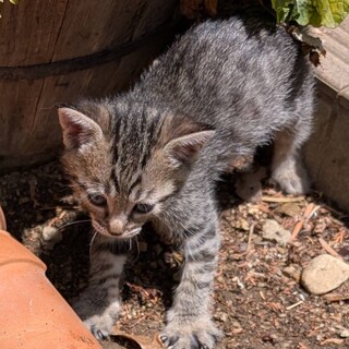 鍵しっぽが特徴の茶トラくん