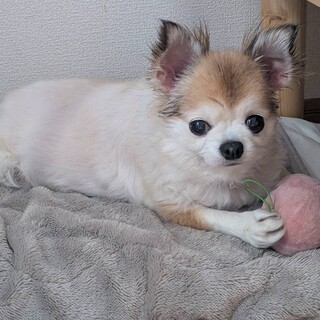 10歳のチワワの女の子です