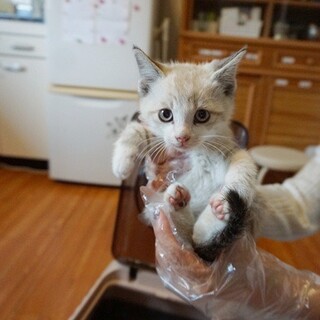 危険な漁港で産まれた可愛い5兄弟❤️