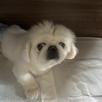 メレブ}