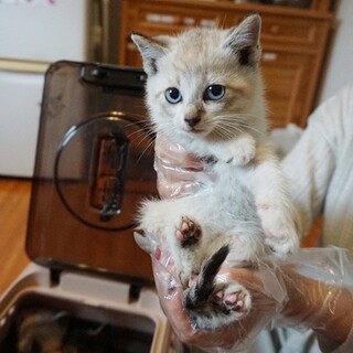 危険な漁港で産まれた可愛い5兄弟❤️