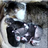 Dog.Cat.House（保護活動者）