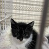タキシード黒白 メス サムネイル5