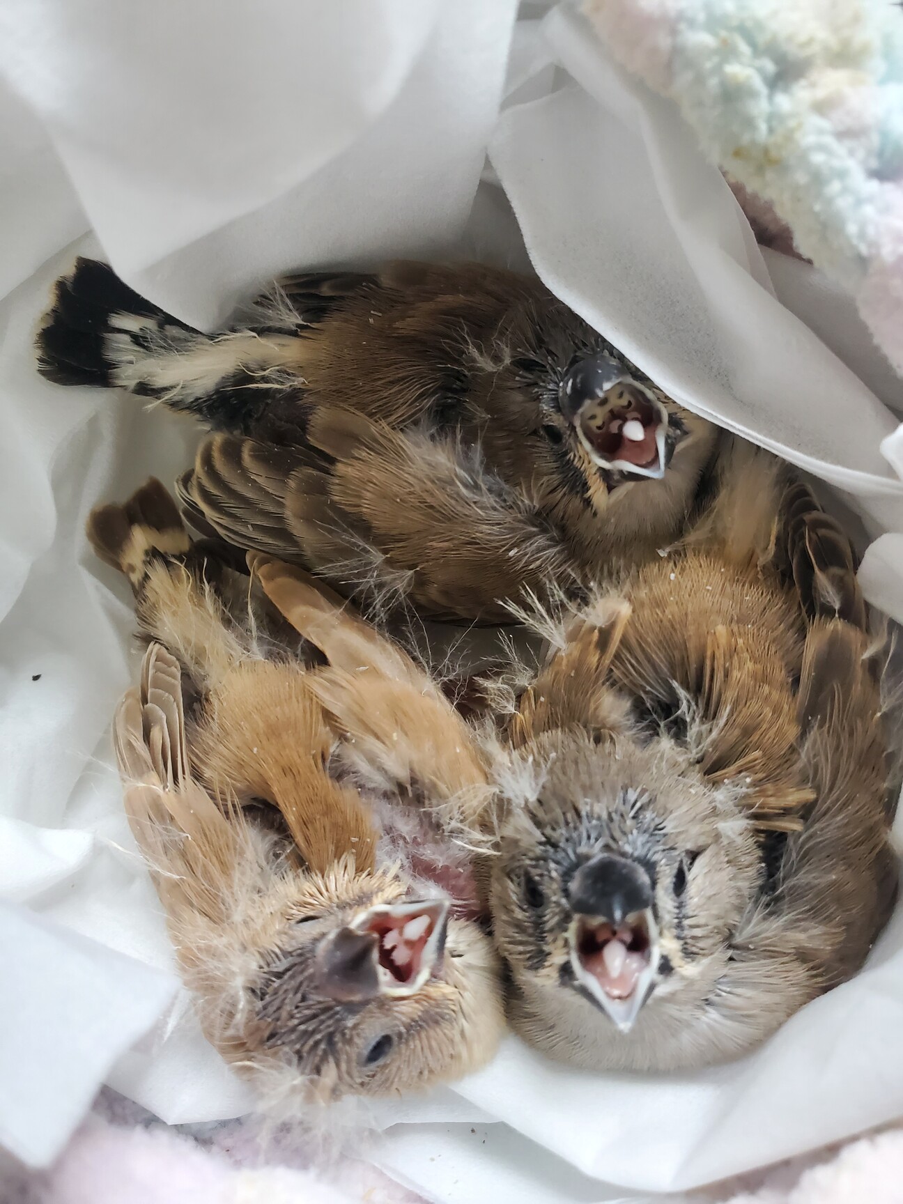 すずめさんとキンカチョウさんのポーチ×2♪ キンカチョウ雛2羽(生後」東京都 - 鳥の里親募集(516271
