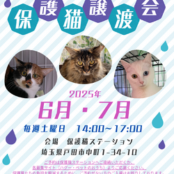 ねこちゃんず8 保護猫譲渡会 サムネイル1