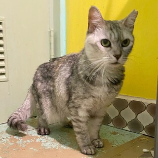 エイズキャリアの甘えん坊なマルグリッド