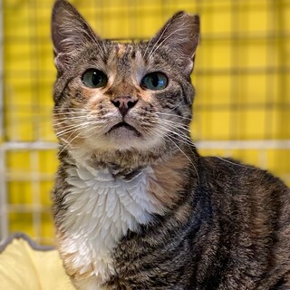 この子にも幸せを　エイズキャリアの女の子　ミア