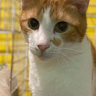 エイズキャリアの優しい男の子　ブラノン