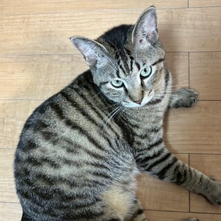 人馴れ抜群！好奇心旺盛で甘えん坊の★ジンくん