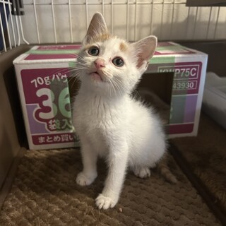 1ヶ月半白茶ぶち模様男の子