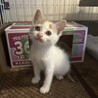 1ヶ月半白茶ぶち模様男の子 サムネイル2