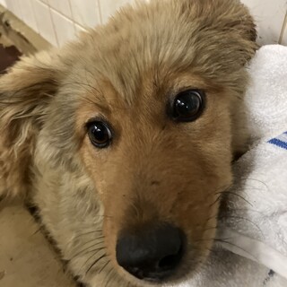 殺処分対象❗️収容期限6/3迄❗️延長なし