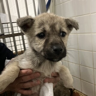 緊急！生後1ケ月の可愛い子犬　6月5日迄