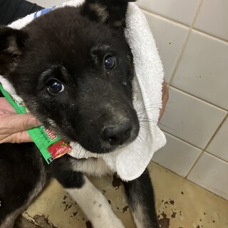 緊急！生後2.5ケ月くらいの子犬　6月5日迄