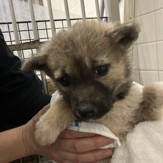 緊急！生後1ケ月の可愛い子犬　6月4日迄