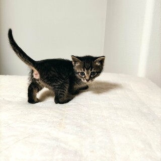 生後１ヶ月半くらい　オス　サバトラ