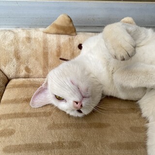 雪の様な子猫里親募集です