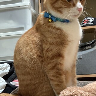 雑種のオス猫です。抱っこ大好き甘えん坊猫です