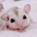 フクロモモンガ プラチナベビー