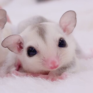 フクロモモンガ プラチナベビー