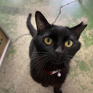 エイズキャリアの去勢済み